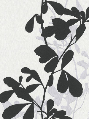 Foliage Wallpaper In Black And Grey Design By Bd Wall