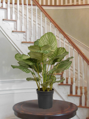 Garden Accents Artificial Calathea Plant 30" - National Tree Company