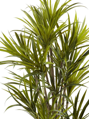 Dracaena Silk Tree - (5")