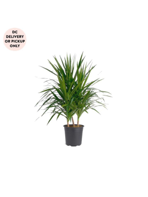 Dracaena Tarzan Plant