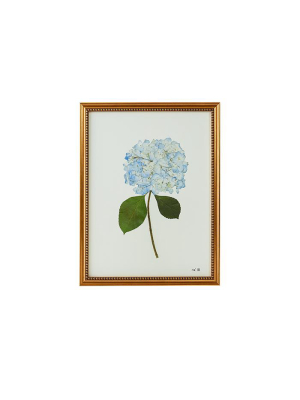 Pale Blue Hydrangea