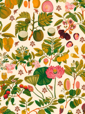 Asian Fruits And Flowers Wallpaper In Light Multi From The Florilegium Collection By Mind The Gap.