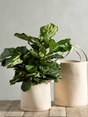 Assorted Set Of 2 Goldie Baskets - Gold - Shiraleah