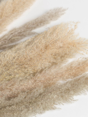 Dried Pampas Grass Bunch