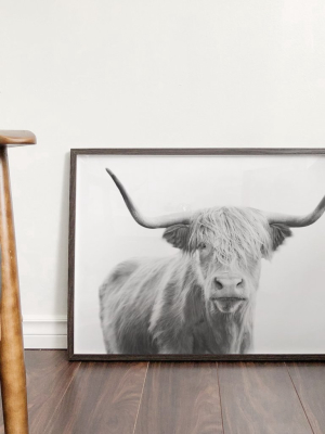 Highland Bull Portrait
