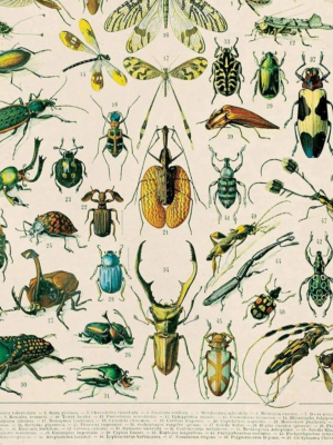 11x14 Print French Insects