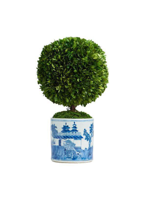 Boxwood Topiary In Cylindrical Pot