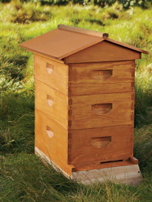 Backyard Beehive