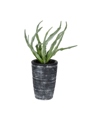 Vickerman 11" Green Gray Potted Haworthia.