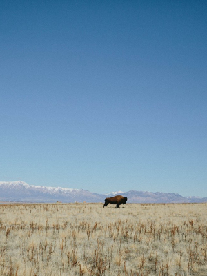 Photographic Print | Bison