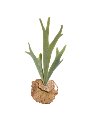 Vickerman Artificial Staghorn Fern