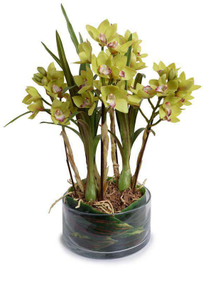 Cymbidium Orchid Leaf It - Green