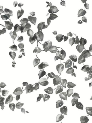 Creeping Fig Vine Wallpaper In Black And White From The Simply Farmhouse Collection By York Wallcoverings