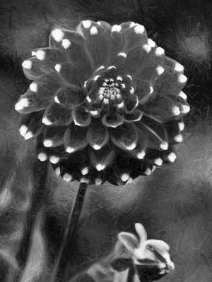 Dahlia Black And White I