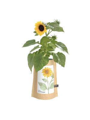 Garden In A Bag - Sunflower