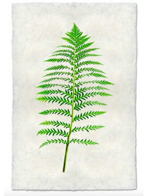 Fern #5