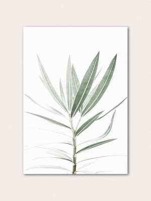 Botanical Iv - Oleander