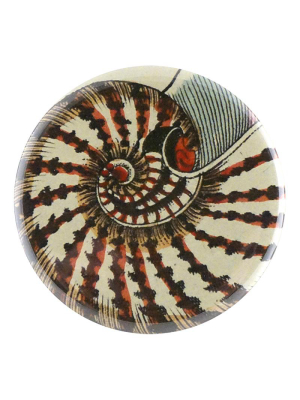 Nautilis Shell 160