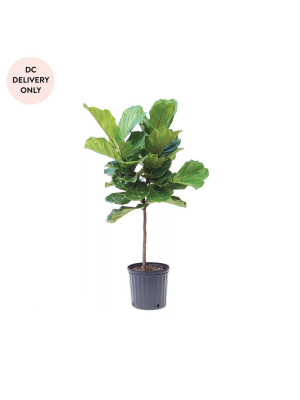 Fiddle Leaf Fig Plant