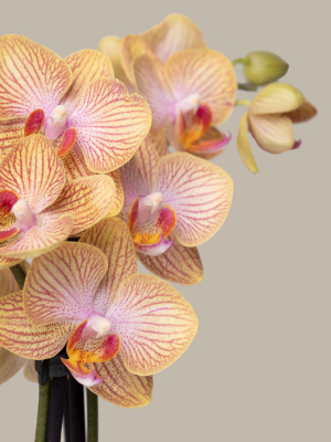 Petite Orange Orchid