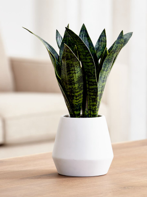 Artificial Snake Plant In Pot