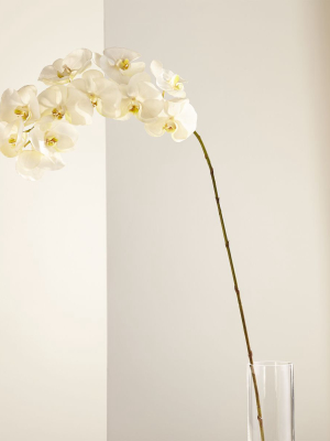 White Orchid Stem