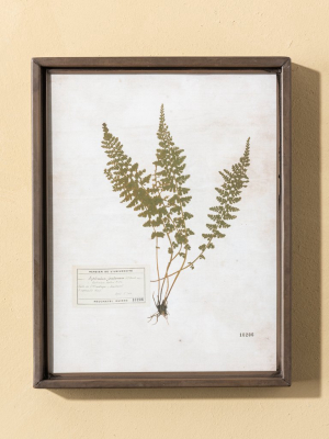 No. 206 Botanical Print