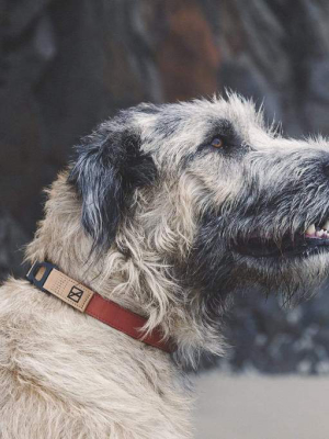 Terracotta Silicone And Cotton Canvas Dog Collar