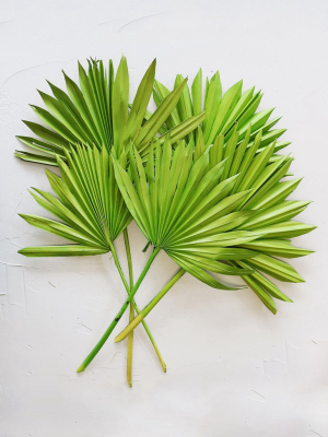 Bundle Of 5 Afloral Green Sun Palms - 14-20"