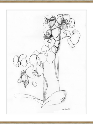 Orchid Drawing Iii