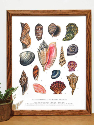 Mollusks Of North America Print