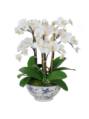 Orchid In Rose-trellised Bowl