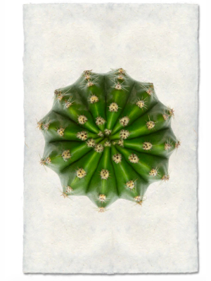 Domino Cactus