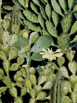 Opuntia Wallpaper In Green And Anthracite From The Rediscovered Paradise Collection By Mind The Gap