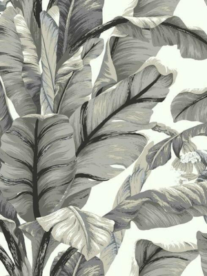 Banana Leaf Peel & Stick Wallpaper In White And Black By York Wallcoverings