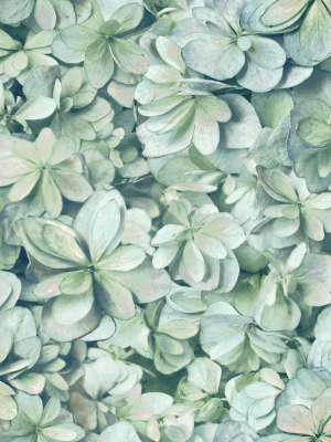 Hydrangea Bloom Peel & Stick Wallpaper In Green And Blue By Roommates For York Wallcoverings