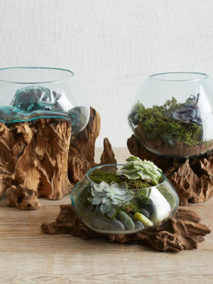 Wood & Glass Terrariums