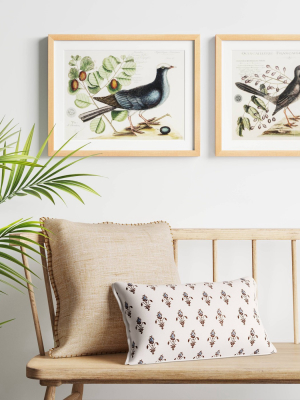 (set Of 2) 16" X 20" Vintage Bird Pairs & Marseilles Framed Under Glass With Mat - Threshold™