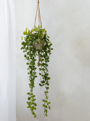 Hanging Potted Trailing Jade Plant