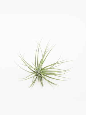 Air Plant