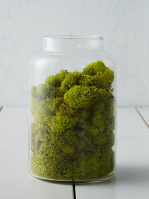 Dried Reindeer Moss