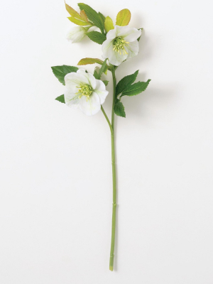 Sullivans Artificial Real Garden Helleborus Stem 20"h White Flowers