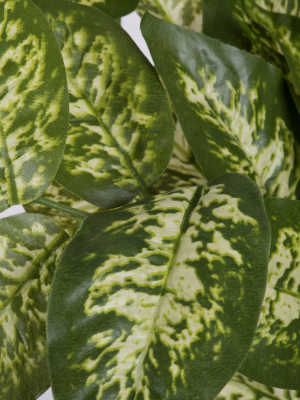 Vickerman 24" Artificial Green Dieffenbachia Bush Vine.