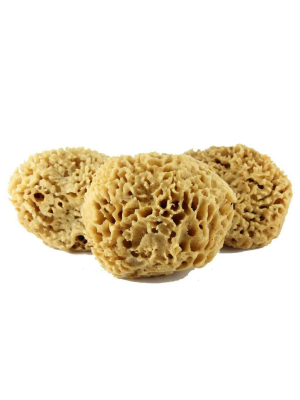 Sea Wool Sponge