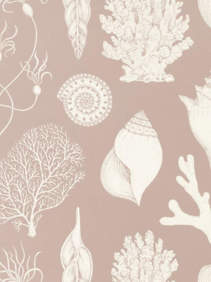 Katie Scott Wallpaper Shells Dusty Rose