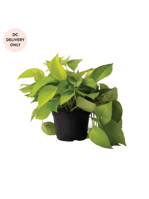 Neon Pothos Plant