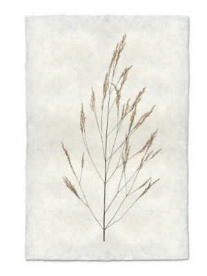 Wheat Form