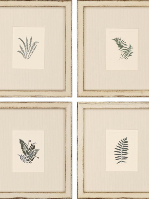 Ferns (set Of 4)