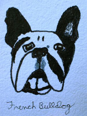 French Bulldog