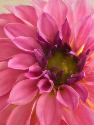 Pink Dahlia - Essence